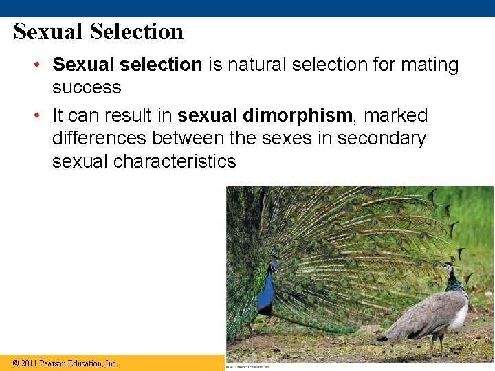 Sexual Selection • Sexual selection is natural selection for mating success • It can