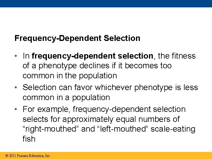 Frequency-Dependent Selection • In frequency-dependent selection, the fitness of a phenotype declines if it