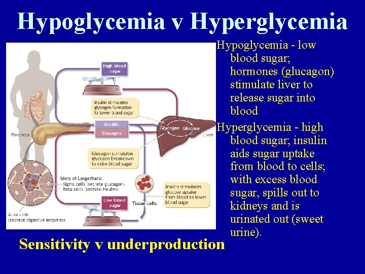 Hypoglycemia v Hyperglycemia Hypoglycemia - low blood sugar; hormones (glucagon) stimulate liver to release