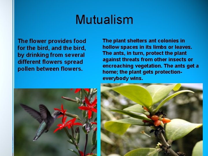 Mutualism The flower provides food for the bird, and the bird, by drinking from