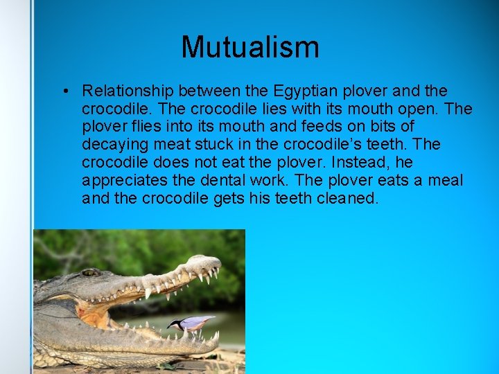 Mutualism • Relationship between the Egyptian plover and the crocodile. The crocodile lies with