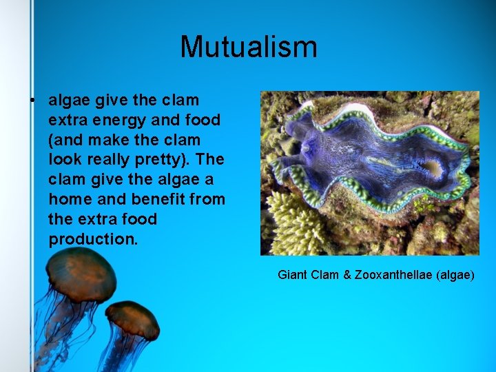 Mutualism • algae give the clam extra energy and food (and make the clam