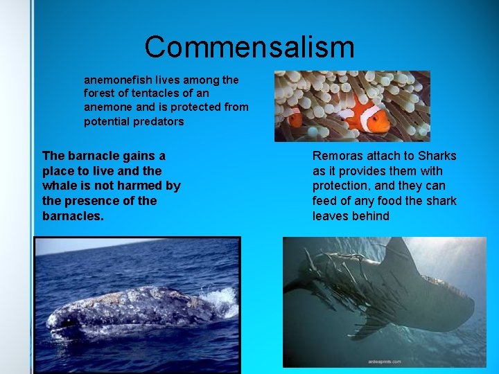 Commensalism anemonefish lives among the forest of tentacles of an anemone and is protected