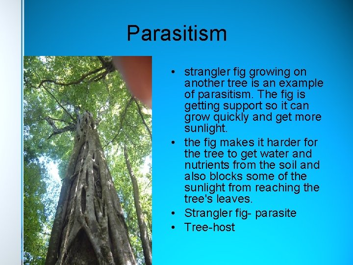 Parasitism • strangler fig growing on another tree is an example of parasitism. The