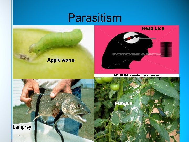 Parasitism Head Lice Apple worm Fungus Lamprey 