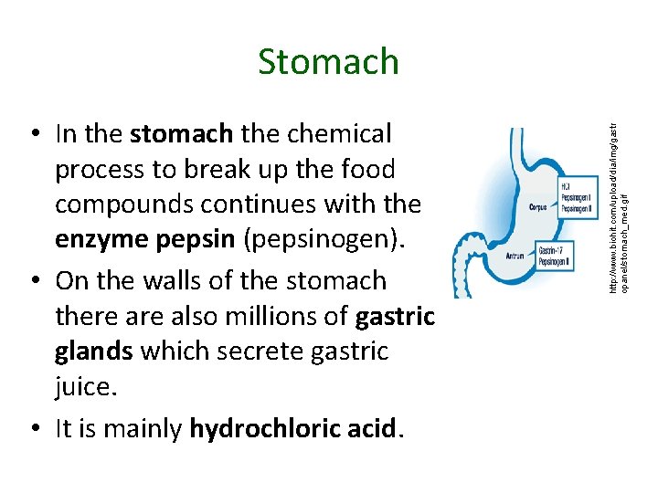  • In the stomach the chemical process to break up the food compounds