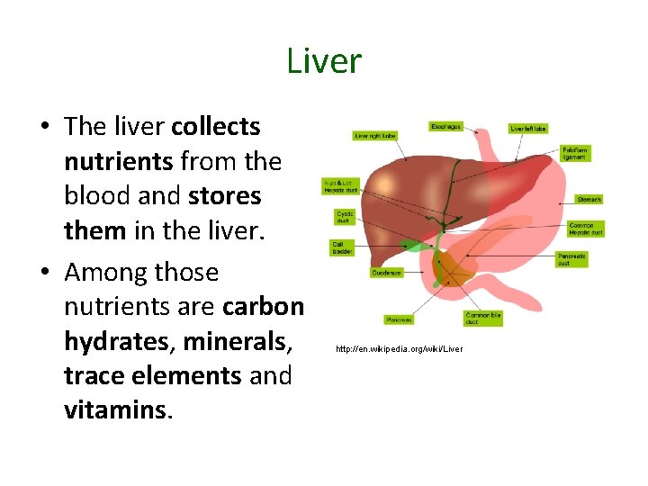 Liver • The liver collects nutrients from the blood and stores them in the