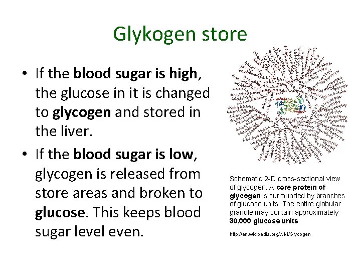 Glykogen store • If the blood sugar is high, the glucose in it is
