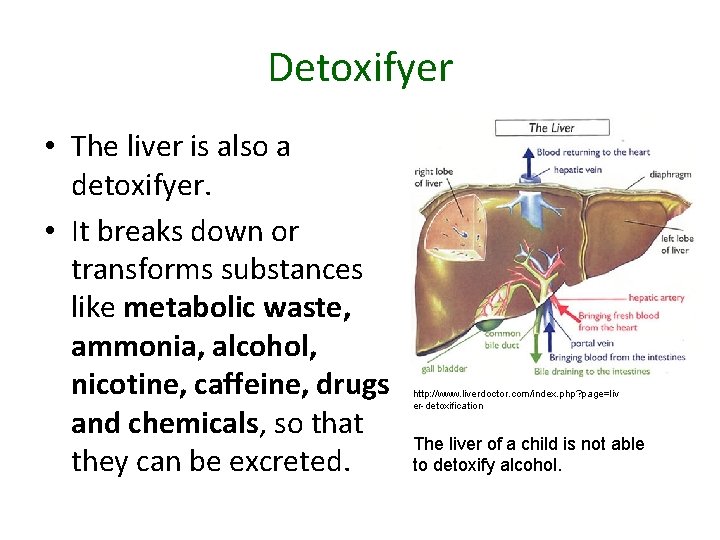 Detoxifyer • The liver is also a detoxifyer. • It breaks down or transforms