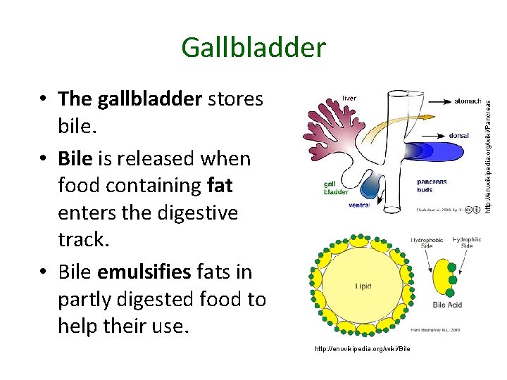 Gallbladder http: //en. wikipedia. org/wiki/Pancreas • The gallbladder stores bile. • Bile is released
