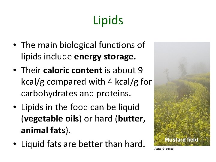 Lipids • The main biological functions of lipids include energy storage. • Their caloric