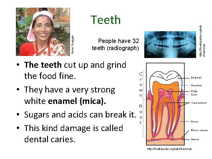 http: //fi. wikipedia. org/wik i/Hammas Aune Greggas Teeth People have 32 teeth (radiograph) •