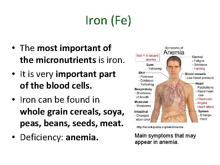 Iron (Fe) • The most important of the micronutrients is iron. • It is