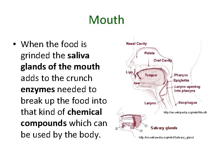 Mouth • When the food is grinded the saliva glands of the mouth adds