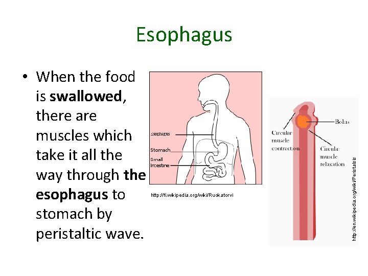  • When the food is swallowed, there are muscles which take it all