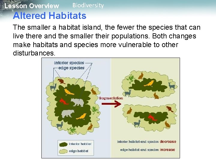 Lesson Overview Biodiversity Altered Habitats The smaller a habitat island, the fewer the species Lesson Overview Biodiversity Altered Habitats The smaller a habitat island, the fewer the species