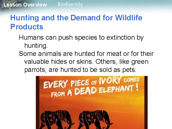 Lesson Overview Biodiversity Hunting and the Demand for Wildlife Products Humans can push species