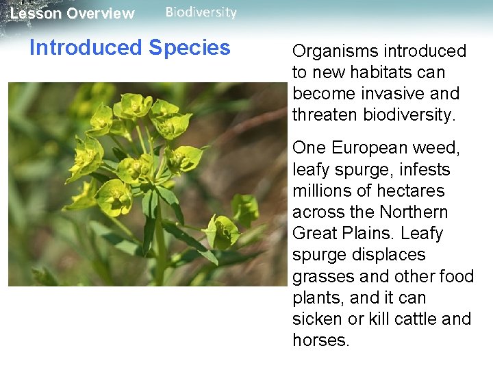 Lesson Overview Biodiversity Introduced Species Organisms introduced to new habitats can become invasive and