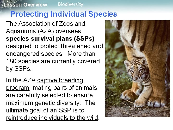Lesson Overview Biodiversity Protecting Individual Species The Association of Zoos and Aquariums (AZA) oversees