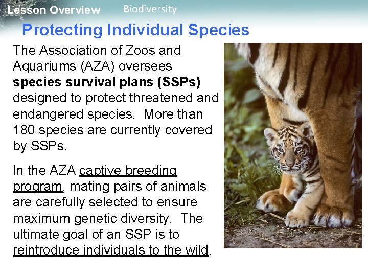 Lesson Overview Biodiversity Protecting Individual Species The Association of Zoos and Aquariums (AZA) oversees Lesson Overview Biodiversity Protecting Individual Species The Association of Zoos and Aquariums (AZA) oversees