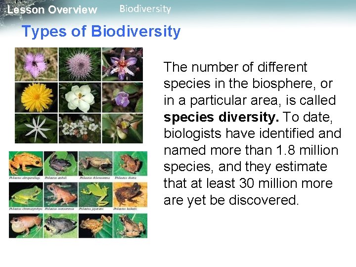 Lesson Overview Biodiversity Types of Biodiversity The number of different species in the biosphere, Lesson Overview Biodiversity Types of Biodiversity The number of different species in the biosphere,