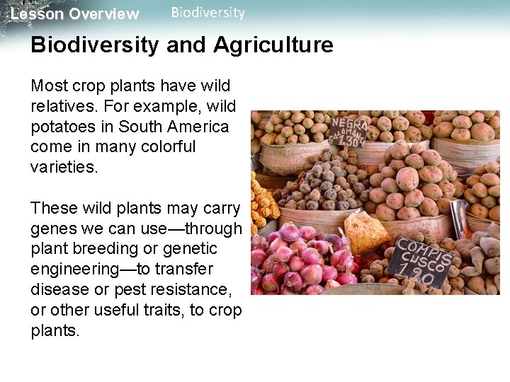 Lesson Overview Biodiversity and Agriculture Most crop plants have wild relatives. For example, wild