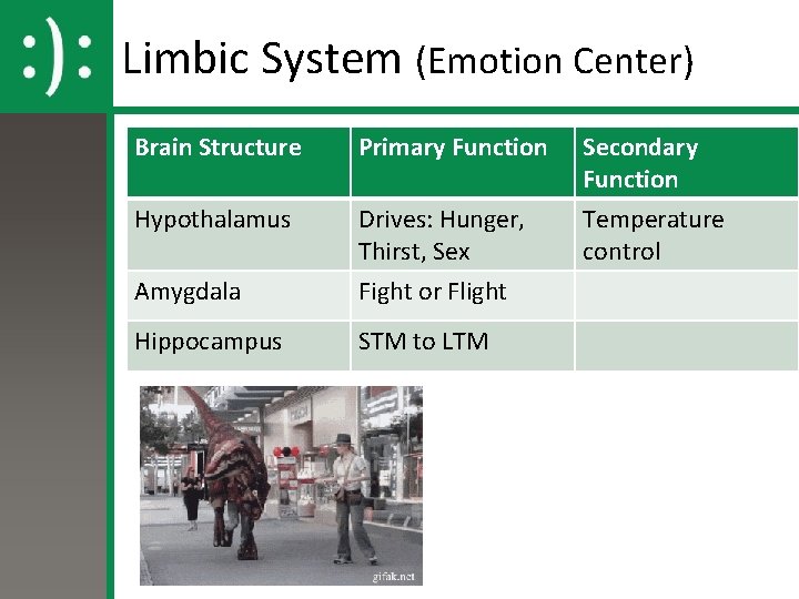 Limbic System (Emotion Center) Brain Structure Primary Function Hypothalamus Amygdala Drives: Hunger, Thirst, Sex