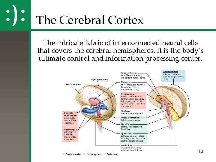 The Cerebral Cortex The intricate fabric of interconnected neural cells that covers the cerebral