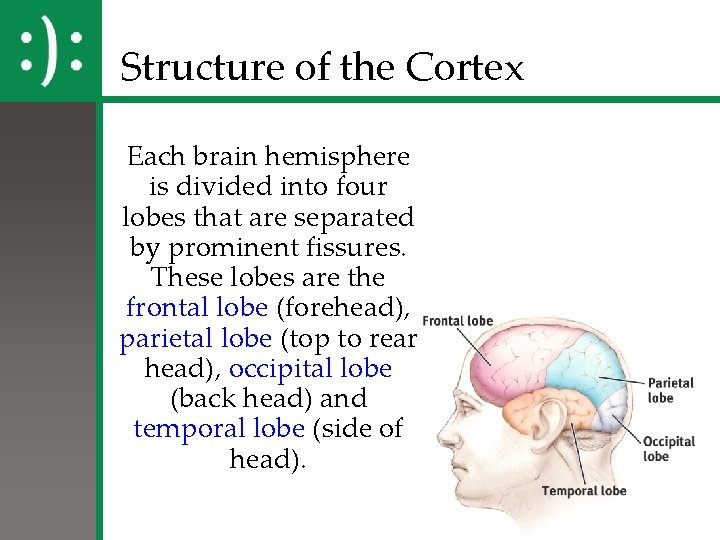 Structure of the Cortex Each brain hemisphere is divided into four lobes that are