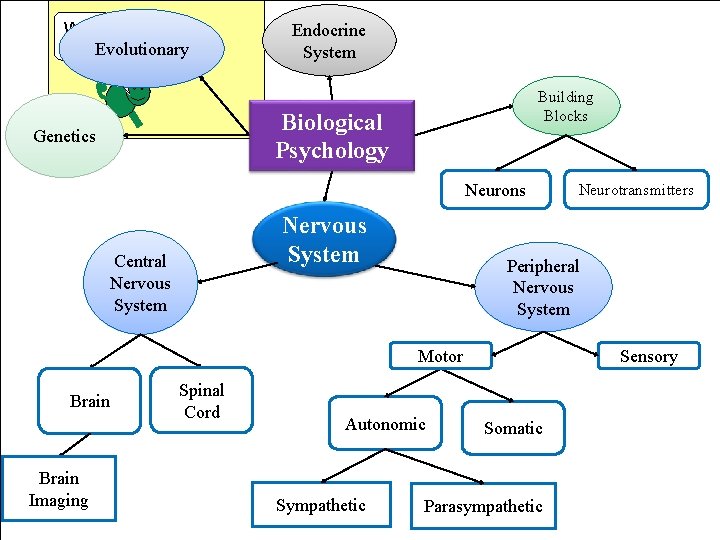 We are Evolutionary here Endocrine System Building Blocks Biological Psychology Genetics Neurons Nervous System
