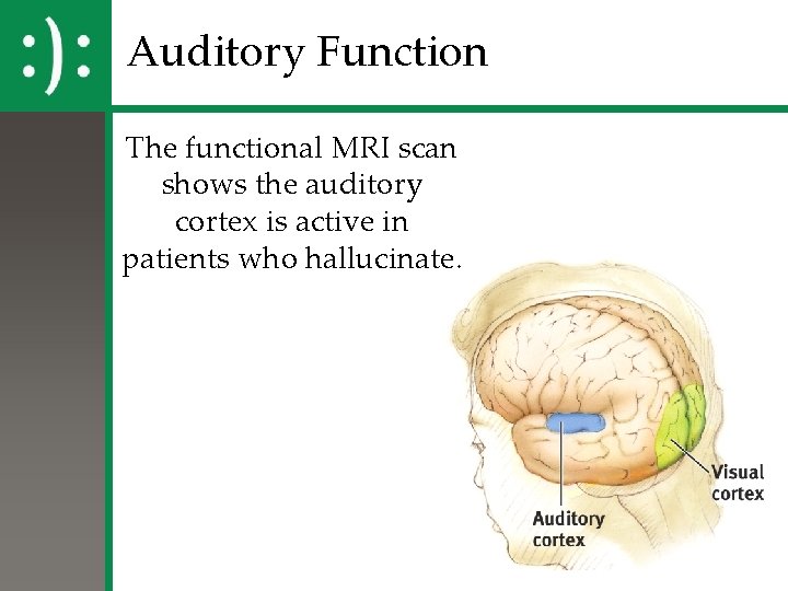 Auditory Function The functional MRI scan shows the auditory cortex is active in patients