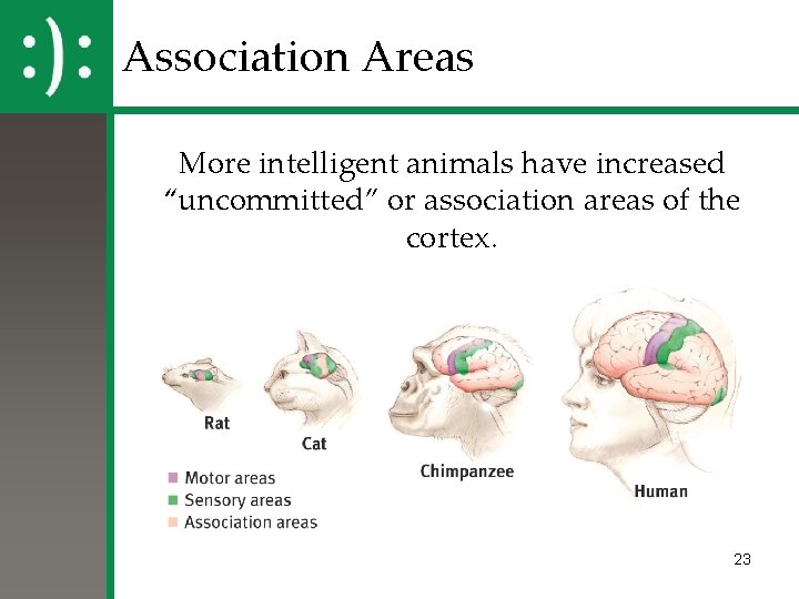 Association Areas More intelligent animals have increased “uncommitted” or association areas of the cortex.
