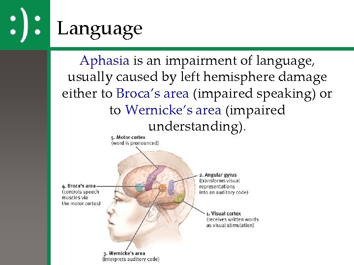 Language Aphasia is an impairment of language, usually caused by left hemisphere damage either