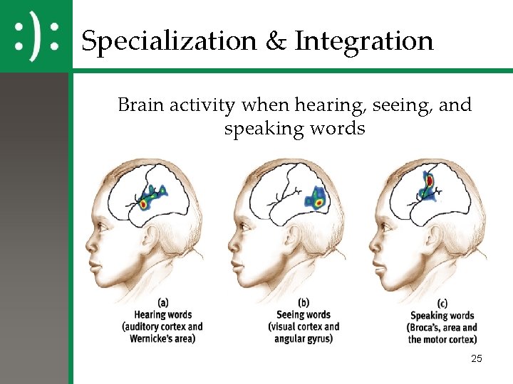 Specialization & Integration Brain activity when hearing, seeing, and speaking words 25 