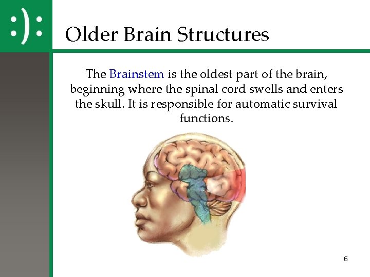 Older Brain Structures The Brainstem is the oldest part of the brain, beginning where