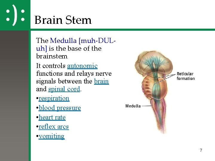 Brain Stem The Medulla [muh-DULuh] is the base of the brainstem It controls autonomic