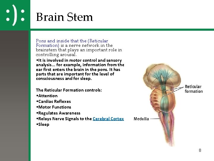 Brain Stem Pons and inside that the (Reticular Formation) is a nerve network in