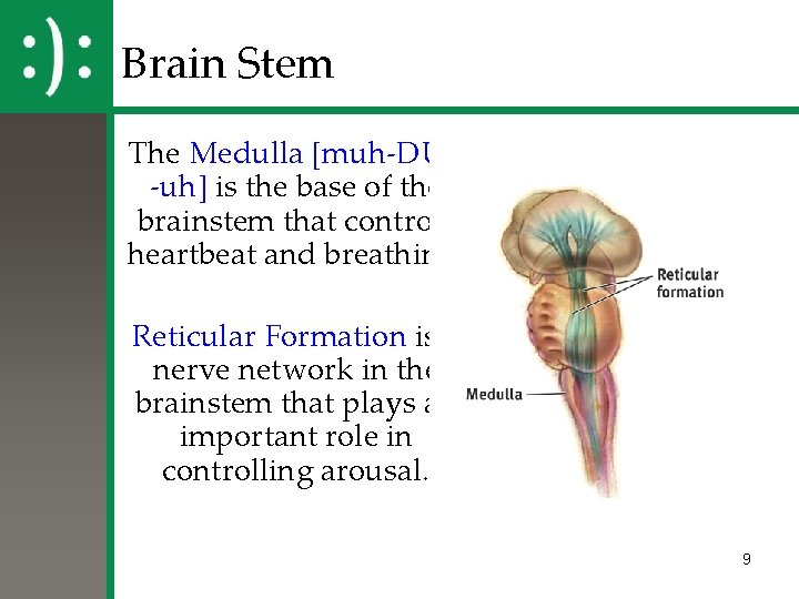 Brain Stem The Medulla [muh-DUL -uh] is the base of the brainstem that controls