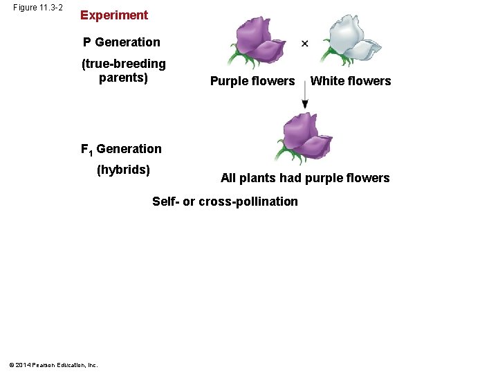 Figure 11. 3 -2 Experiment P Generation (true-breeding parents) Purple flowers White flowers F