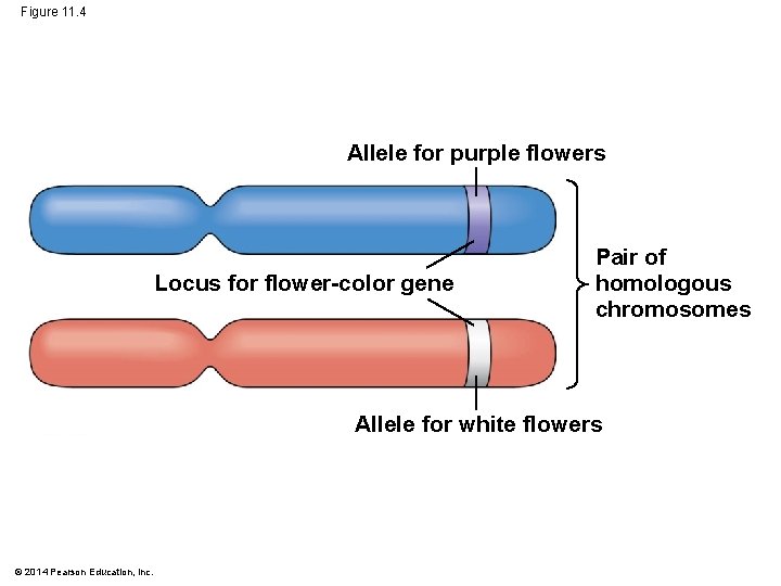 Figure 11. 4 Allele for purple flowers Locus for flower-color gene Pair of homologous