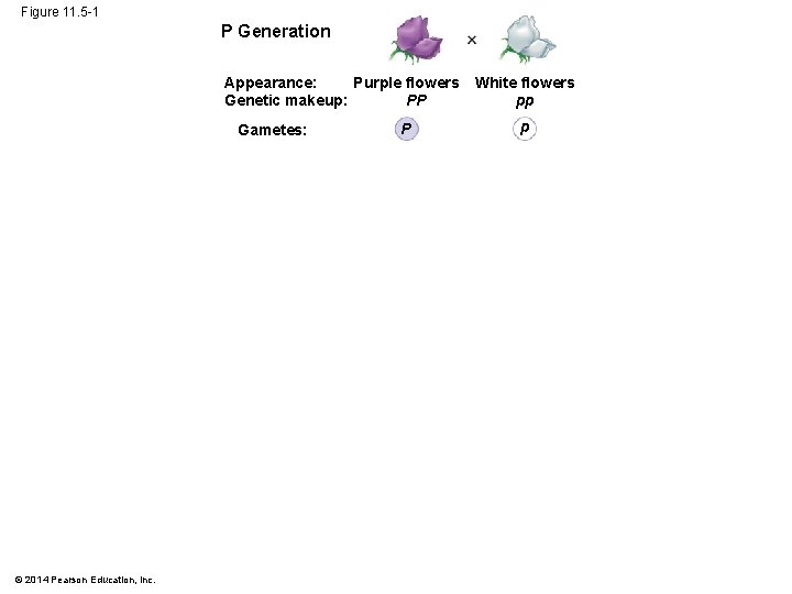Figure 11. 5 -1 P Generation Purple flowers Appearance: PP Genetic makeup: Gametes: ©