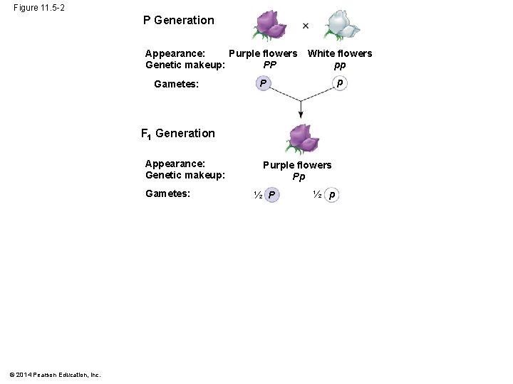Figure 11. 5 -2 P Generation Purple flowers Appearance: PP Genetic makeup: Gametes: White