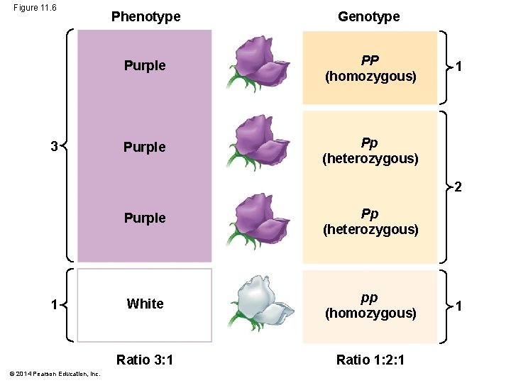 Figure 11. 6 3 Phenotype Genotype Purple PP (homozygous) Purple Pp (heterozygous) 1 2