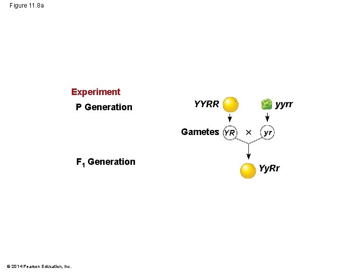 Figure 11. 8 a Experiment P Generation YYRR Gametes YR F 1 Generation ©