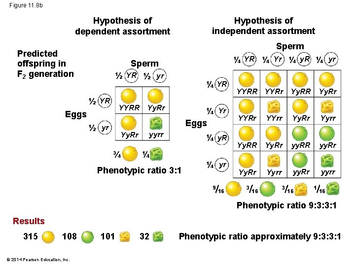 Figure 11. 8 b Hypothesis of independent assortment Hypothesis of dependent assortment Sperm Predicted