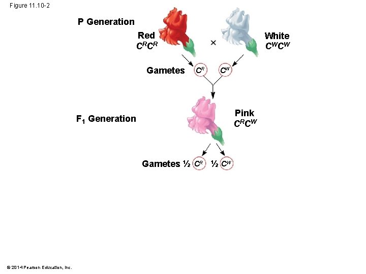 Figure 11. 10 -2 P Generation Red CR CR Gametes White CW CW CR