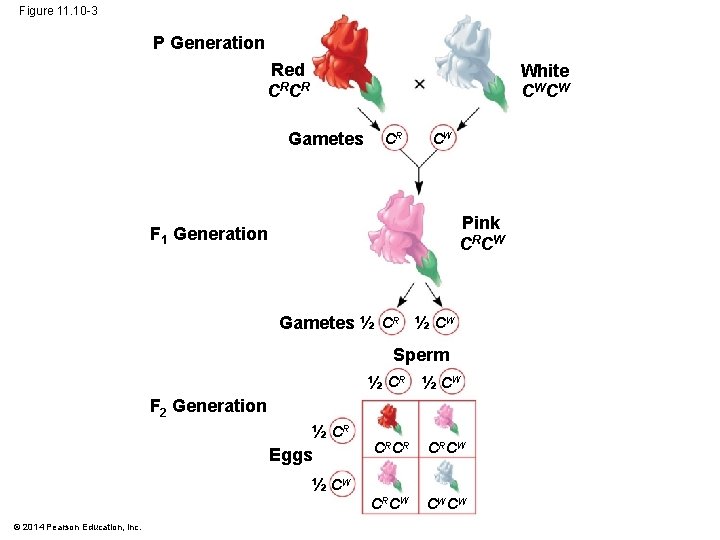 Figure 11. 10 -3 P Generation Red CR CR White CW CW Gametes CR