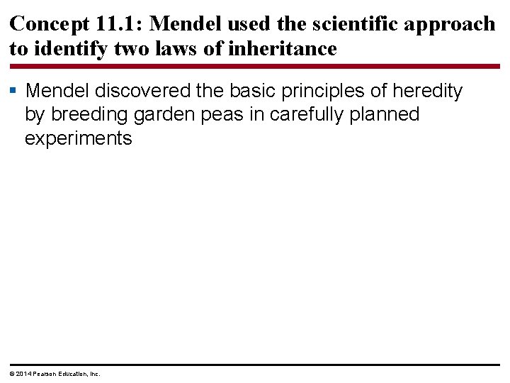 Concept 11. 1: Mendel used the scientific approach to identify two laws of inheritance