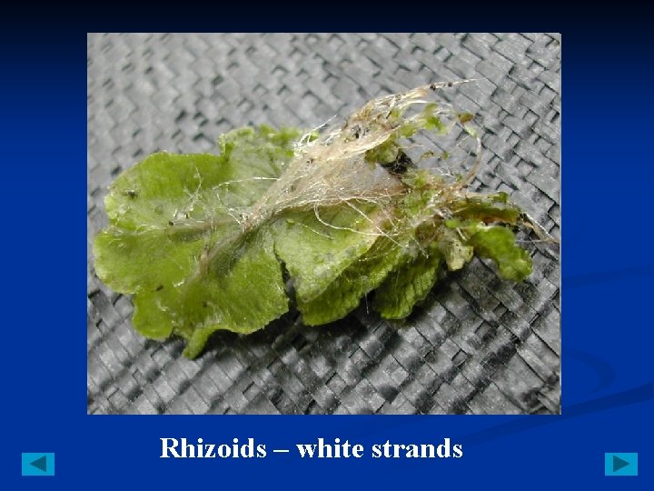 Rhizoids – white strands 