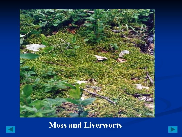 Moss and Liverworts 